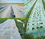 agriculture